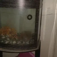 آکواریوم شیشه خم (محدب ) همراه با پایه فلزی