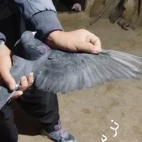 کبوتر پرشی به شرط همه چی|پرنده|سقز, |دیوار