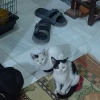 واگذاری رایگان گربه