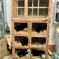 لانه کار کرده|لوازم جانبی حیوانات|رشت, دیانتی|دیوار