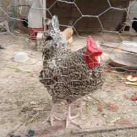 خروس  محلی چهل تاج