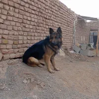 سگ گله|سگ|هلالی, |دیوار