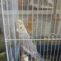 دوعددعروس هلندی باقفس