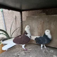 چند جفت مایه کفتر