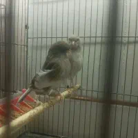 قناری گلستر اورجینال