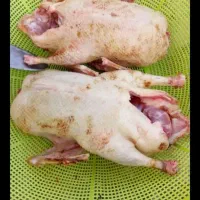 اردک و غاز محلی  مرغ و خروس کبابی