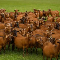 بز ماده آبستن ۳۰ راس