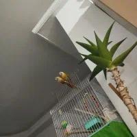 گرینچیک و نر و ماده