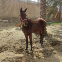 اسب  ۵سال|اسب و تجهیزات اسب‌سواری|چمران, |دیوار