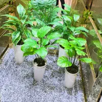 گیاه مصنوعی