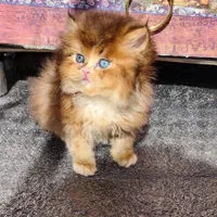 دنیای گربه های اصیل و زیبا( بریتیش پرشین اسکاتیش )|گربه|گرگان, |دیوار