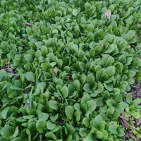 بذر کاهوپیچی درجه۱