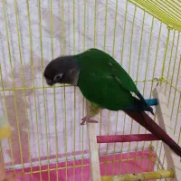 پرنده گرینچیک نیمه رام