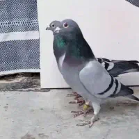 نر سبز