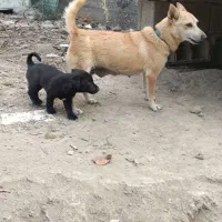 سگ پاکوتاه اصل|سگ|سیمین شهر, |دیوار