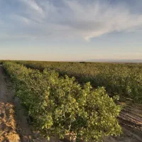 زمین گلخانه و پسته چرخاب (نو) به همراه اب