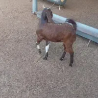 چاووش ماده پاکستانی اصیل