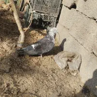 کبوتر پرشی|پرنده|لاهیجان, گلستان|دیوار