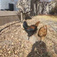 معاوضه خروس بامرغ|حیوانات مزرعه|مشهد, کاظم آباد|دیوار