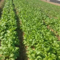 یک هکتار زمین کشاورزی شخم زده با آب چاه