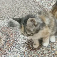 گربه