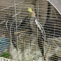 عروس هلندی.طوطی عروس|پرنده|رشت, کوی مهر|دیوار