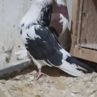 کفتر مایه بعدظهری یجایی|پرنده|قرچک, شهرک گلها|دیوار