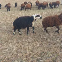 یک عدد قوچ پلنگی