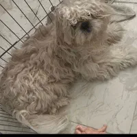 سگ فروشی نژاد شیتزو|سگ|بومهن, |دیوار