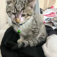 بچه گربه گمشده