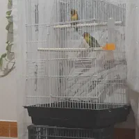 پرنده زینتی کوتوله وقفس