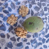 گردو باپوست