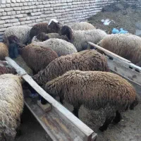 توقلی قربانی