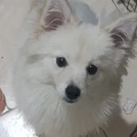 سگ پامر ماده ۷ماهه