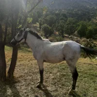اسب