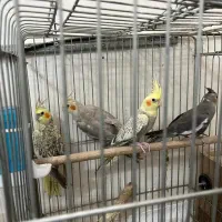 طوطی ، عروس ، هلندی