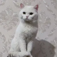 پسر عقیم شده|گربه|گلبهار, شهر جدید گلبهار|دیوار