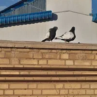 کبوتر رنگی درشت وجوجه بده