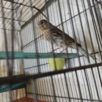 جوجه سهره قناری