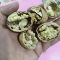 گردو علا