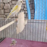 جفت قناری مزایکی نر ماده  نر بخون مست