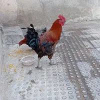 مرغ و خروس همشون باهم میفروشم