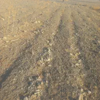 فروش زمین کشاورزی