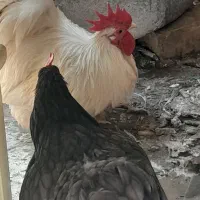 مرغ وخروس گوشین