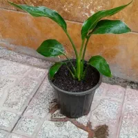 گلهای زیبا|گل و گیاه طبیعی|اردبیل, |دیوار