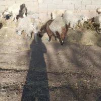 فروش نری بخته|حیوانات مزرعه|رابر, |دیوار