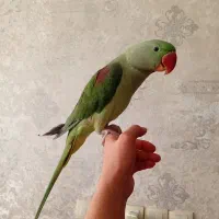 شاه طوطی اسکندری|پرنده|اردبیل, |دیوار