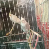 دو عدد عروس هلندی|پرنده|بندر دیر, |دیوار