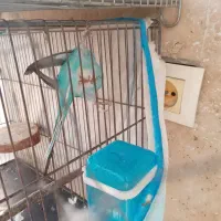 مرغ عشق مولد|پرنده|کرج, فاز ۲ مهرشهر|دیوار