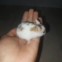 توله همستر